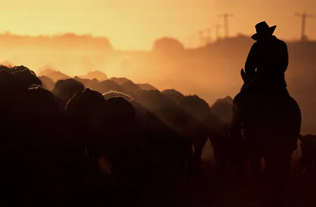 A farmer rides his horse as he herds his cattle towards stockyards near the outback Queensland town of Aramac, west of Brisbane, Australia, May 22, 2002. (Photo by David Gray/Reuters)
