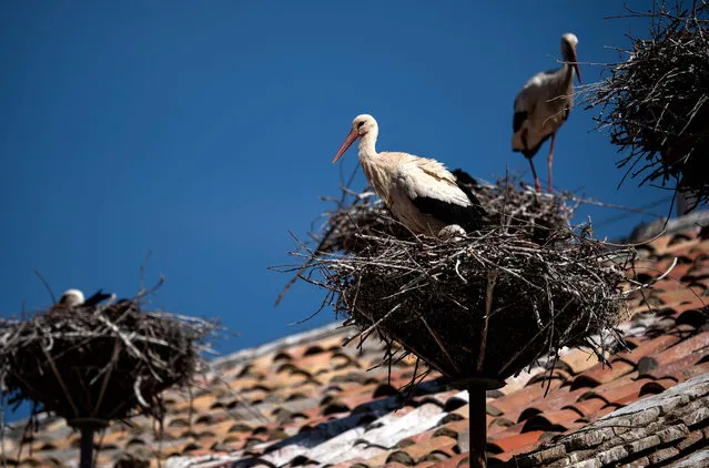 Storks stand on their nests on the roof of the Colegiata de San Miguel in Alfaro on April 20, 2023. The Colegiata de San Miguel in Alfaro is home to Europe's largest urban colony of storks on a single building, with more than a hundred couples. (Photo by Ander Gillenea/AFP Photo)