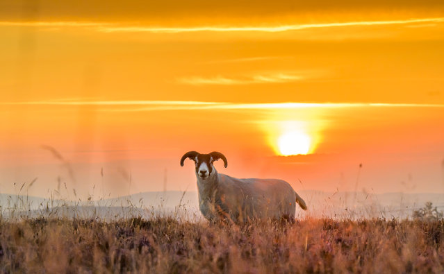 Blackface sheep graze in the purple heather on Lauder Moor in the Scottish Borders, as the sun rises over the Lammermuir Hills, UK on August 25, 2025. (Photo by Phil Wilkinson/The Times)