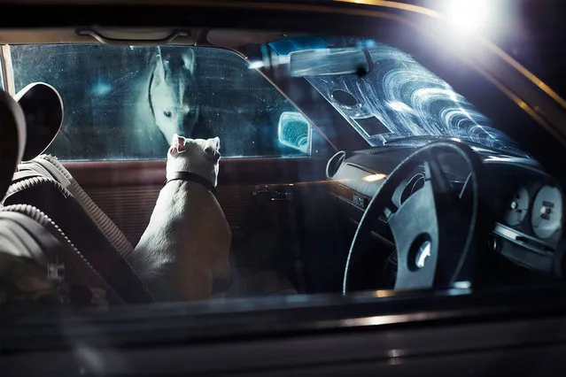 The Silence of Dogs in Cars