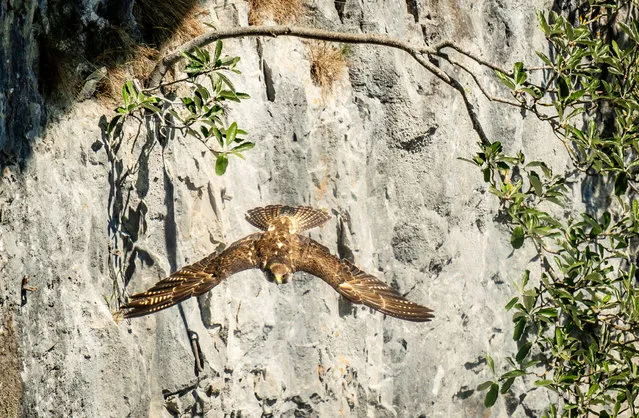 A female Peregrine falcon flies from her perch at Malham Cove on Friday, June 16, 2023, during the Malham Peregrine Project 2023 at Malham Cove in the Yorkshire Dales National Park, an area cared for by the Royal Society for the Protection of Birds (RSPB) and the Yorkshire Dales National Park Authority (YDNPA). (Photo by Danny Lawson/PA Images via Getty Images)