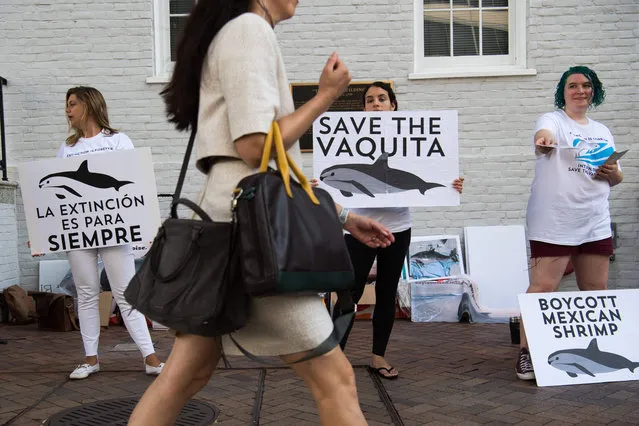 Demonstrators with The Animal Welfare Institute hold a rally to save the vaquita, the world' s smallest and most endangered porpoise, outside the Mexican Embassy in Washington, DC, on July 5, 2018. The vaquita is found only in Mexico' s northern Gulf of California, and has ben listed as as critically endangered since 1996. (Photo by Saul Loeb/AFP Photo)