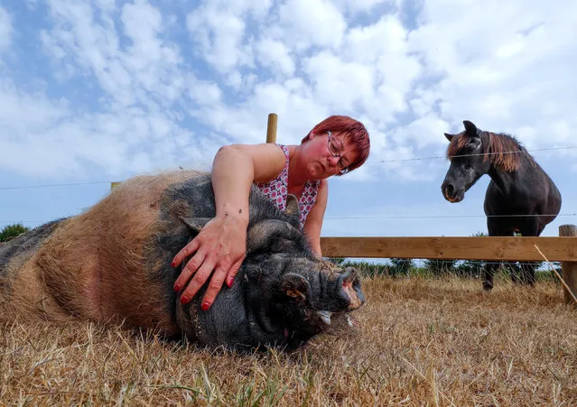 Belgian Valerie Luycx, a founder of the association “Les Petits Vieux” acting as home for dozens of elderly animals, including dogs, cats, pigs and goats, caresses Pastis, a 10-year-old Vietnamese pig, in Chievres, Belgium August 7, 2018. (Photo by Yves Herman/Reuters)