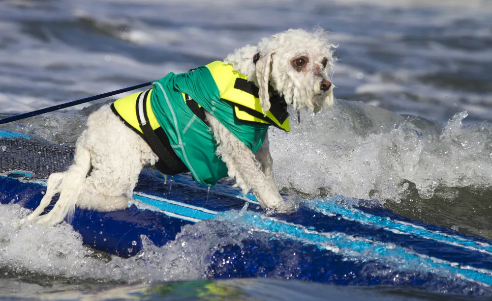 Surf Dog Surf-A-Thon 2013 by Photographer Nathan Rupert