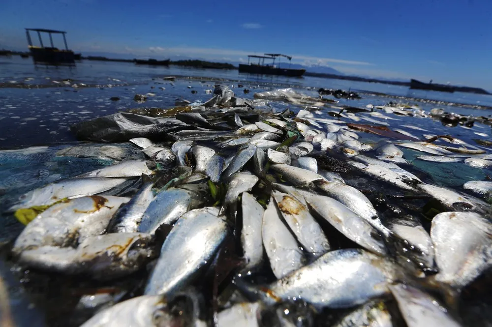 Dead Fish in Rio Olympic Bay