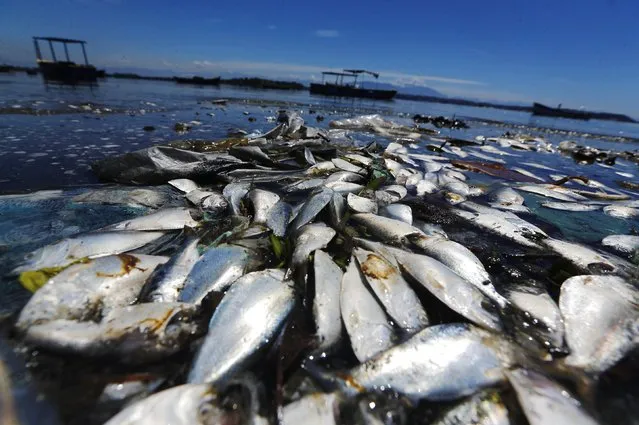 Dead fish are pictured on the banks of the Guanabara Bay in Rio de Janeiro February 24, 2015. (Photo by Ricardo Moraes/Reuters)