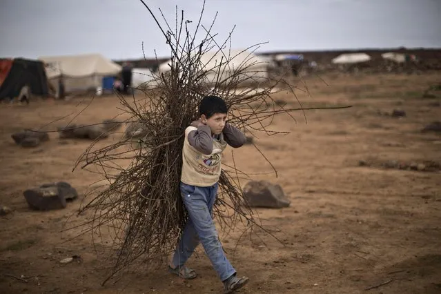 A Syrian refugee boy walks back to his family's tent after collecting wood to be used for heating, at an informal tented settlement near the Syrian border on the outskirts of Mafraq, Jordan, Wednesday, January 20, 2016. (Photo by Muhammed Muheisen/AP Photo)