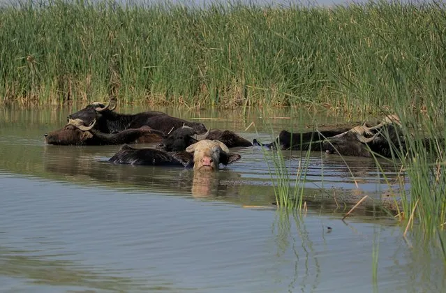 Water buffalos wade in the waters of the marshes after feeding on grass in the area Chibayish, Iraq, Saturday, May, 1, 2021. (Photo by Anmar Khalil/AP Photo)