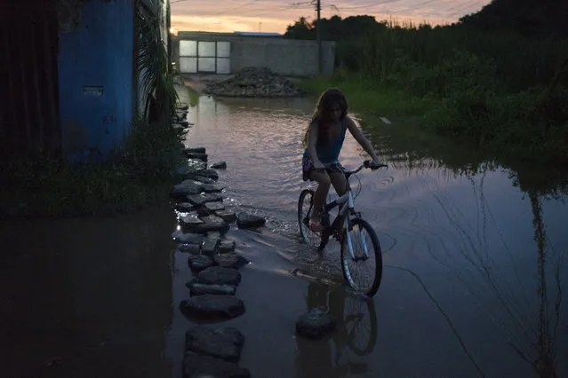 In this January 29, 2016 photo, a girl rides her bike through a flooded street in the Parque Sao Bento shantytown of Rio de Janeiro, Brazil. Authorities are focusing on the most effective way to combat the Zika disease: killing the mosquito that carries the virus. Brazil is in the midst of a Zika outbreak and authorities say they have also detected a spike in cases of microcephaly in newborn children, but the link between Zika and microcephaly is as yet unproven. (Photo by Andre Penner/AP Photo)