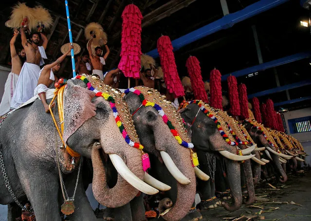 People stand on caparisoned elephants during the annual eight-day long Vrischikolsavam festival, which features a colourful procession of decorated elephants along with drum and trumpets concerts, at Sree Poornathrayeesa temple in Kochi, December 5, 2018. (Photo by Sivaram V/Reuters)