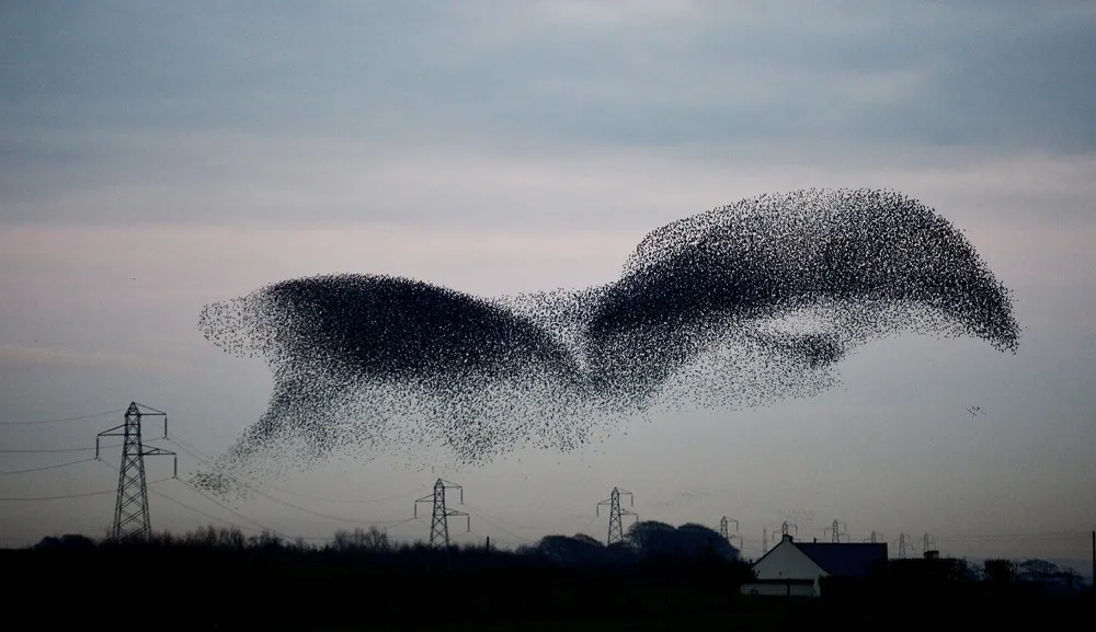 Thousands of Starlings Descend on Rigg, Scotland