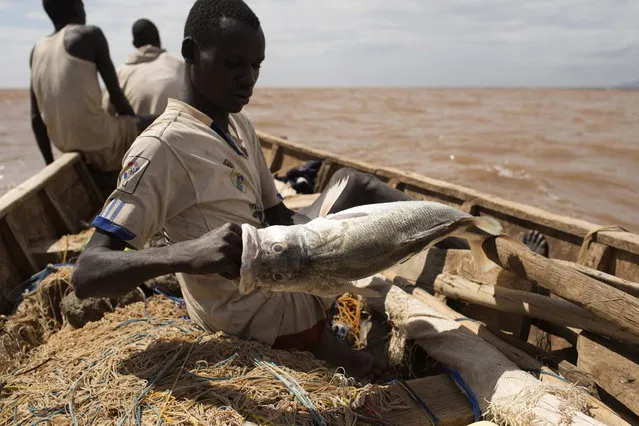 A Turkana fisherman holds a freshly caught fish on Lake Turkana, some kilometres from Todonyang near the Kenya-Ethiopia border in northwestern Kenya October 12, 2013. (Photo by Siegfried Modola/Reuters)