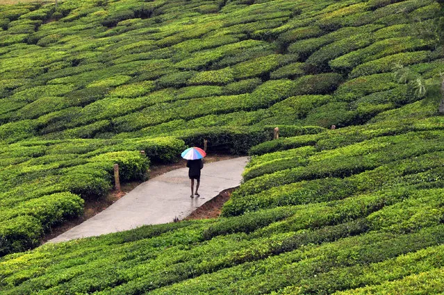 A photograph made available on 29 December 2016 shows an Indian man as he walks with an umbrella in rain in a tea garden in Munnar, India, 28 December 2016. Munnar, with its sprawling tea plantations, is a popular hill station resort town in southern India. (Photo by Sanjay Baid/EPA)