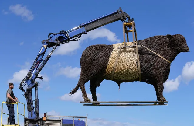 A one-tonne wicker Beltie bull, hand sculpted in Dumfries and Galloway by willow artist and sculptor Trevor Leat is hoisted into position after arriving in Edinburgh on Sunday, June 13, 2021, where it will be a centrepiece at the Royal Highland Show being held at Ingliston in Edinburgh which begins today, due to covid restrictions this years event is being streamed online and is closed to the public. (Photo by Andrew Milligan/PA Images via Getty Images)