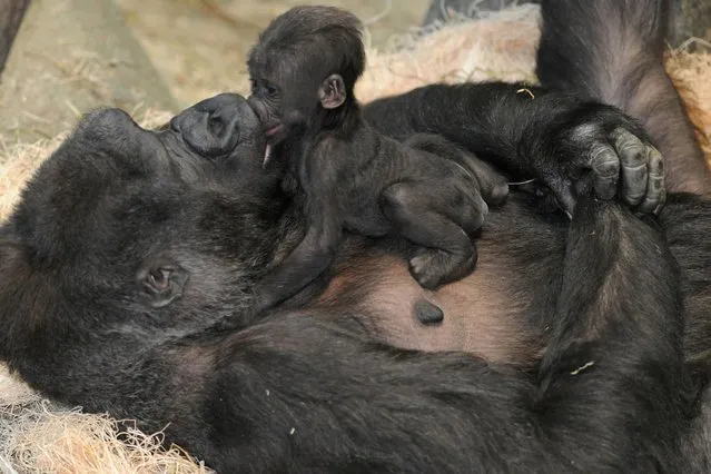 These are the beautiful first images of a newborn baby gorilla lovingly being cradled by its doting mother. (Photo by Caters News)