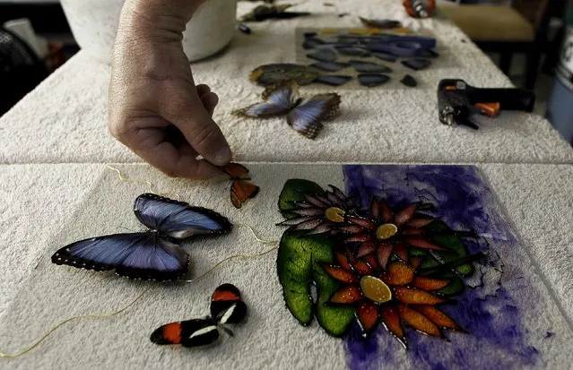 Frander Arroyo glues a butterfly while making a painting at Blue Morpho Butterfly House in Alajuela, Costa Rica, March 10, 2016. (Photo by Juan Carlos Ulate/Reuters)