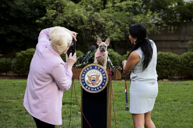 A staff member with Sen. Rand Paul (R-KY) takes photos of her puppy Jefferson on a podium before a press Sen. Paul's FDA Modernization Act on Capitol Hill on October 07, 2021 in Washington, DC. Sen. Paul is introducing legislation that would end the FDA's mandate that experimental drugs must be tested on animals before they are used on humans in clinical trials. (Photo by Anna Moneymaker/Getty Images)