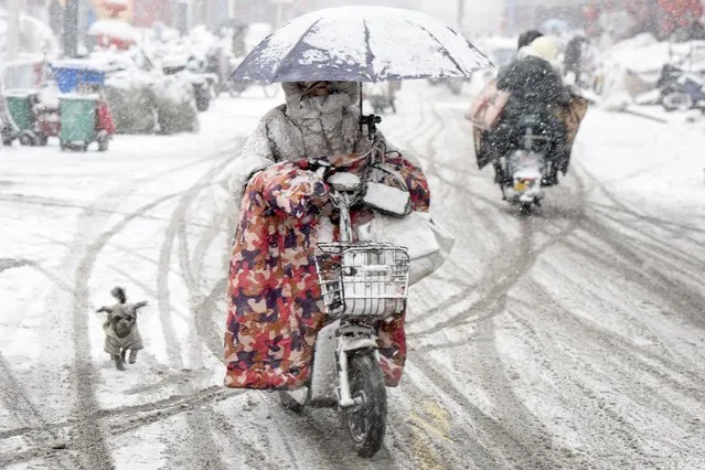 A woman rides her scooter as a dog chases her during heavy snowfall in Huai'an, in eastern China's Jiangsu province on February 4, 2024. (Photo by AFP Photo/China Stringer Network)