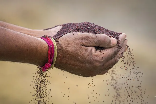 A farmer inspects a handful of mustard seeds after winnowing on the outskirts of Guwahati, India, Wednesday, January 31, 2024. (Photo by Anupam Nath/AP Photo)