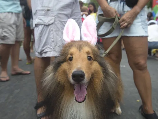 A dog dressed in bunny ears is seen during the “Blocao” dog carnival in Rio de Janeiro. (Photo by Christophe Simon/AFP Photo)