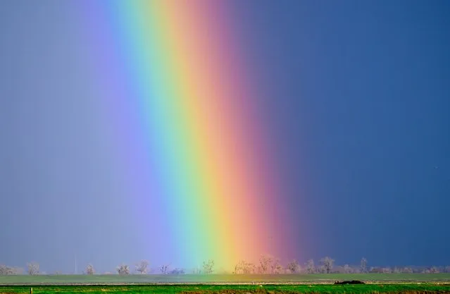 A bright rainbow lights up stormy skies in Robbins, 35 miles (56 km) north of Sacramento, California February 19, 2024. Threats of tornadoes, waterspouts and localized flooding has many Californians on high alert as storms continue to bombard the state. (Photo by Josh Edelson/AFP Photo)