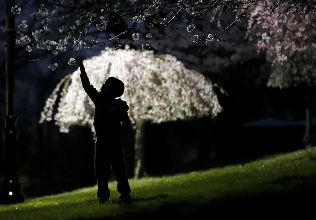 A young boy reaches up for a cherry blossom while a smaller tree is lit up by a a street lamp at Branch Brook Park, Tuesday, April 21, 2015, in Newark, N.J. (Photo by Julio Cortez/AP Photo)