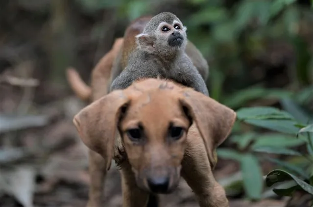 A squirrel monkey (Saimiri sciureus) rides on a dog at a Nukak indigenous people campsite in El Retorno, near San Jose de Guaviare in Colombia, on November 5, 2021. The Nukak are one of the last contacted nomadic indigenous communities in the Colombian Amazon. (Photo by Raul Arboleda/AFP Photo)