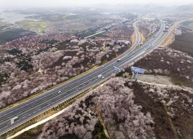 Blooming flowers are seen along a highway in Guiyang, Guizhou Province, China, March 15, 2016. (Photo by Reuters/Stringer)