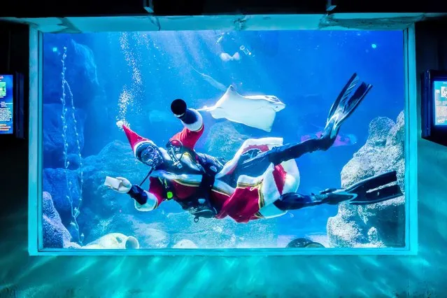 Diver Sven, still in disguise, cleans the aquarium glass after a Santa Claus visit to the fish at Sea Life Berlin on December 6, 2021. (Photo by Christoph Soeder/dpa)