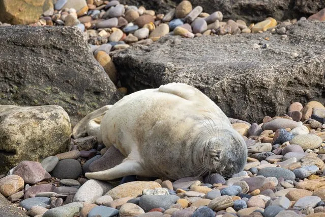The seal on St Mary's Island, on March 30, 2024. A seal was spotted lounging on St Mary's Island off the coast at Whitley Bay in North Tyneside this Easter weekend. (Photo by South West News Service)