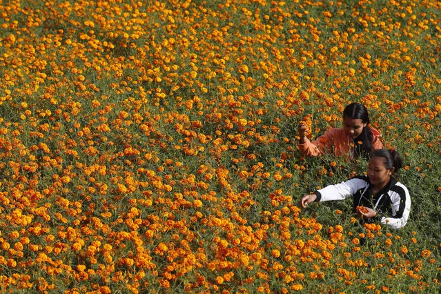 Nepalese women pick marigold flowers to make garlands to sell for the upcoming Tihar festival on the outskirts of Kathmandu, Nepal, Tuesday, November 2, 2021. Marigold garlands are used as offerings to Hindu deities as well as for decorative purposes during Tihar festival. (Photo by Niranjan Shrestha/AP Photo)