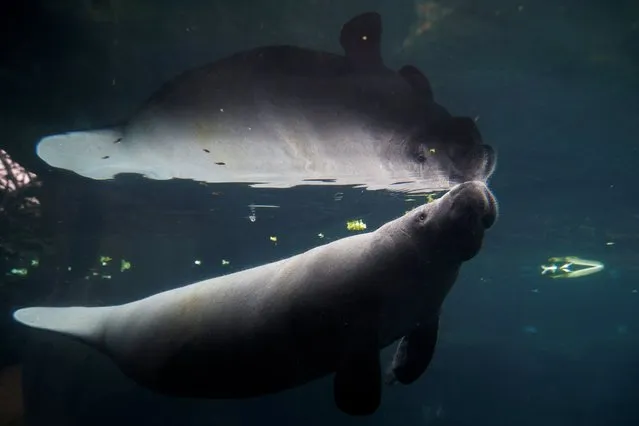 A newly arrived young female manatee cow named Unai swims in the manatee tank at the Paris Zoological Park in the Bois de Vincennes in the east of Paris, France, on March 26, 2024. (Photo by Abdul Saboor/Reuters)