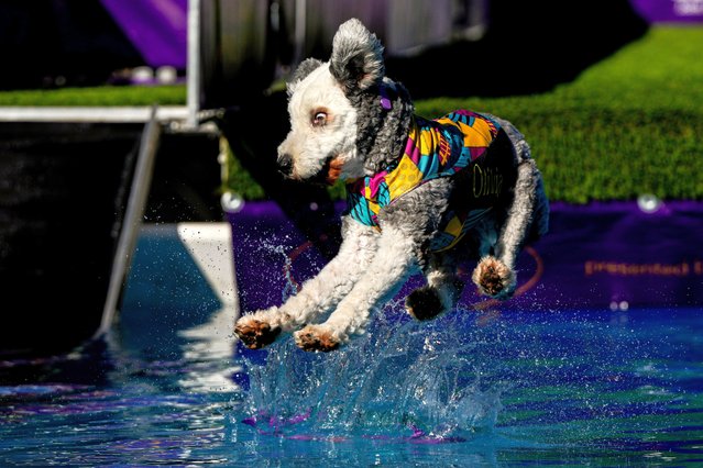 A dog competes in the dock diving competition during the 148th Westminster Kennel Club Dog show, Saturday, May 11, 2024, at the USTA Billie Jean King National Tennis Center in New York. (Photo by Julia Nikhinson/AP Photo)