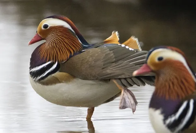 Mandarin ducks are seen at the Altufyevo nature reserve in northern Moscow, Russia on January 23, 2022. Mandarin ducks are listed in the Russian Red Book as an endangered species. (Photo by Vasily Fedosenko/TASS)