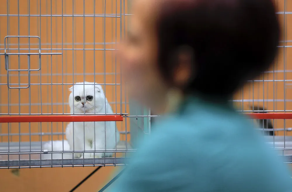 Pet Show in the Romanian Capital