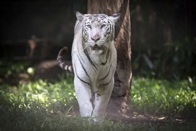 A White Tiger are seen at National Zoo in Kuala Lumpur, Malaysia on Wednesday, May 4, 2016. The 53-year-old National Zoo, locally known as Zoo Negara, has around 5,000 specimen from more than 450 species of mammals, birds, reptiles, amphibians and fish. (Photo by Vincent Thian/AP Photo)