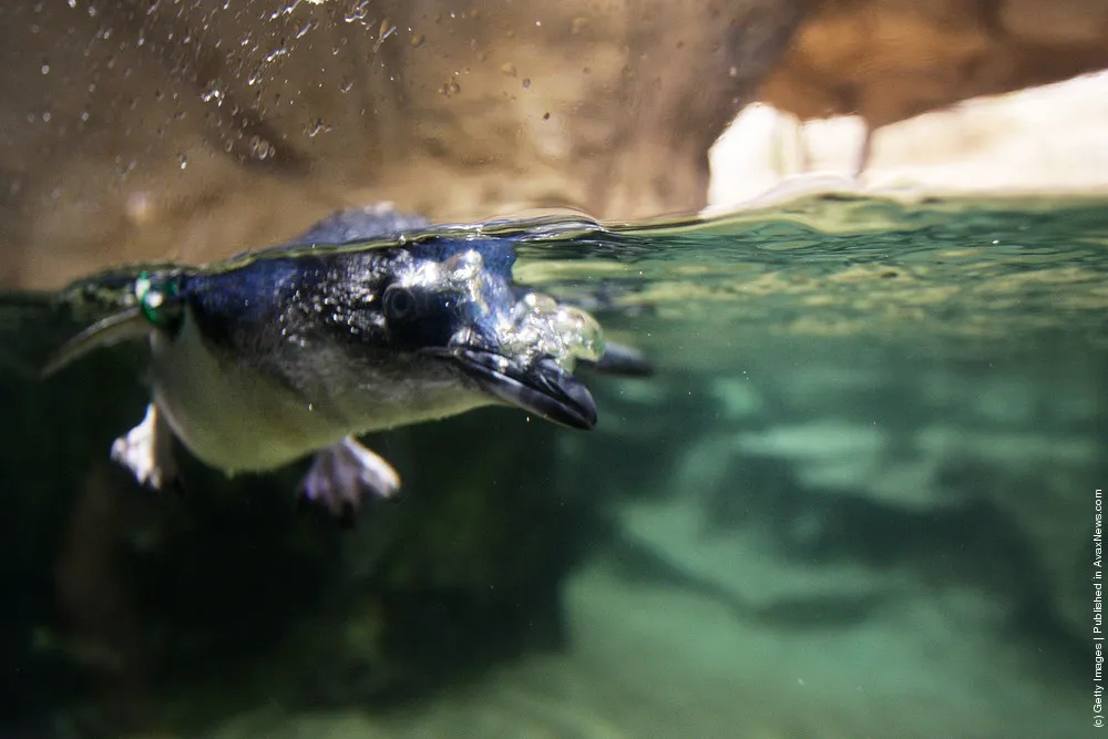 Sydney Aquarium Welcomes Baby Penguins