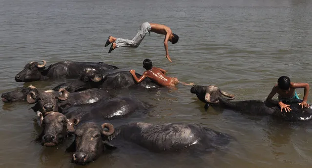 Indian nomad youths play in the water with their herd of buffaloes as they cool off in the Tawi River on a hot day on the outskirts of Jammu on April 20, 2017. Heatwave conditions in northern Jammu and Kashmir state saw temperatures push past 41 degrees celsius. (Photo by AFP Photo/Stringer)