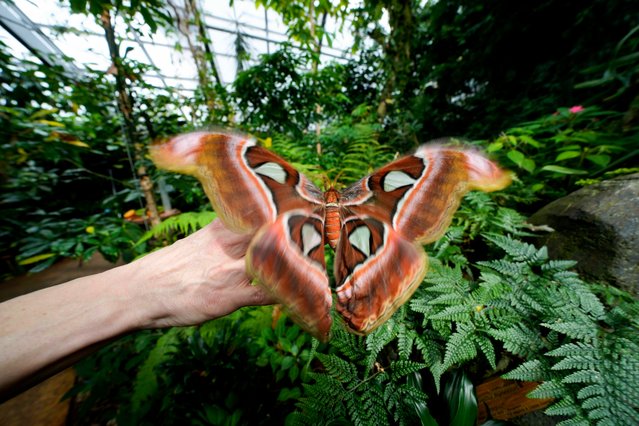 Ornithologist Francesca Rossi holds a newborn female Attacus lorquinii at the greenhouse of the of the Museo delle Scienze (MUSE), a science museum in Trento, Italy, Monday, May 6, 2024. The Butterfly Forest was created to bring public awareness to some of the research that MUSE is doing in Udzungwa Mountains to study and protect the world’s biodiversity against threats such as deforestation and climate change. (Photo by Luca Bruno/AP Photo)