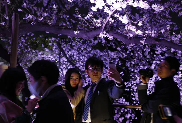 Visitors take selfie pictures with illuminated cherry blossoms in full bloom along the Chidorigafuchi Moat in Tokyo, Japan, April 6, 2016. (Photo by Yuya Shino/Reuters)
