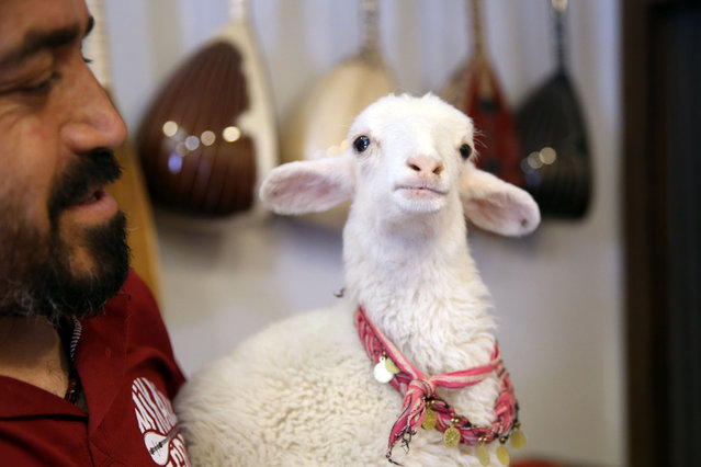 Mikail Agdas, baglama master, sits on a couch with his lamb in Konya, Turkiye on July 10, 2024. Agdas, goes everywhere with his lamb and dog during the day. Also he adopted a goat last week. (Photo by Serhat Cetinkaya/Anadolu via Getty Images)