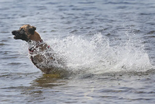 A dog called Denise jumps through the water as  it  chases a ball in a lake in Duisburg, Germany, Tuesday, May 20, 2014. Temperatures in Germany reached 29 Celcius (84F), the hottest day of the year so far. (Photo by Frank Augstein/AP Photo)