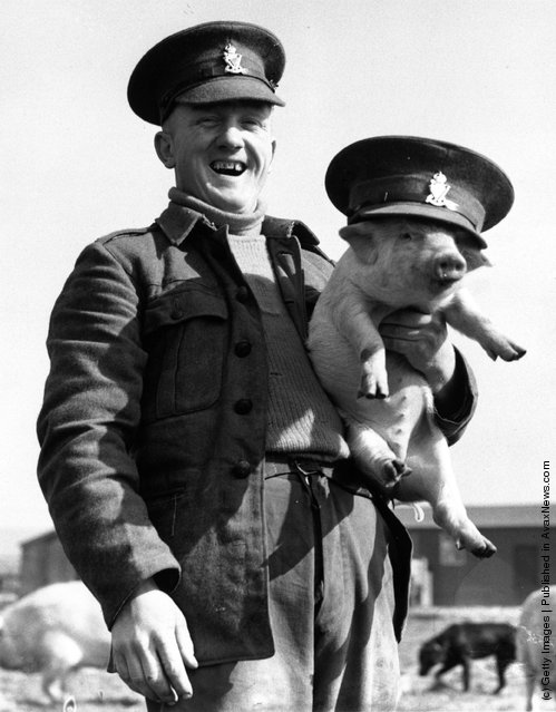 1936: A soldier learning pig farming for when he returns to civil life, holding one of his charges