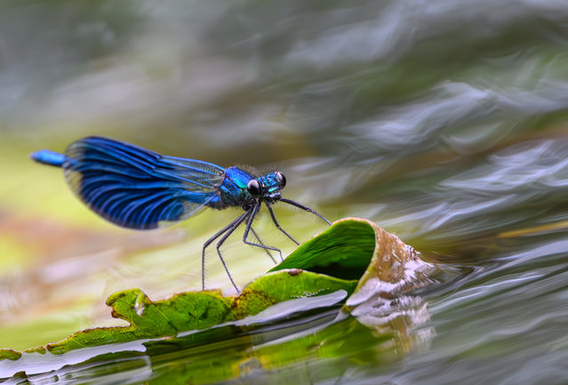 A banded damselfly lands on a leaf in a pond in Brandenburg, Germany on May 19, 2024. (Photo by Patrick Pleul/dpa)