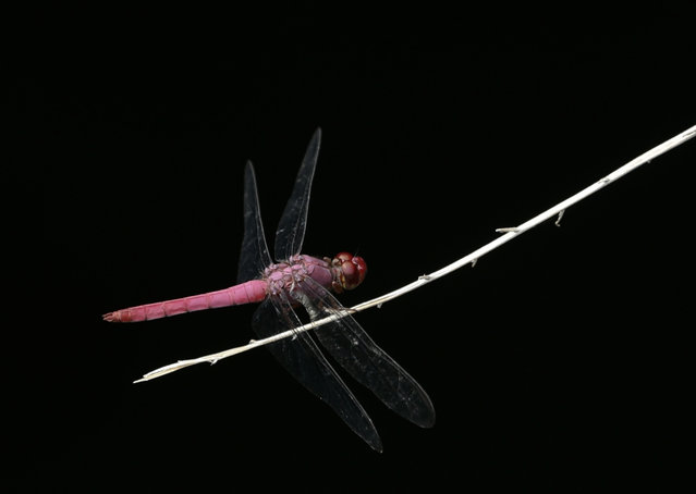 In this Tuesday, May 23, 2017, a dragonfly alights on a branch inside a water well at Fort San Lorenzo in the former Atlantic port Chagres, Panama. The fort was built by Spaniards in the 16th century to protect the gold route known as the Las Cruces Trail from pirate attacks. (Photo by Arnulfo Franco/AP Photo)