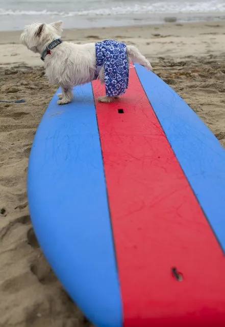 Joey, a westside terrier, stands on his surfboard waiting to compete in the 10th annual Petco Unleashed surf dog contest at Imperial Beach, California August 1, 2015. (Photo by Mike Blake/Reuters)