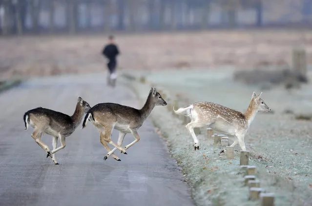 Deer run across the road as a man jogs through Richmond Park in south west London November 28, 2010. (Photo by Paul Hackett/Reuters)