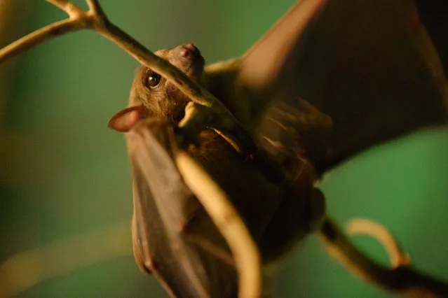 An Egyptian fruit bat lands on a branch in its exhibit at the Gladys Porter Zoo on Thursday, June 16, 2016, in Brownsville, Texas. Every summer the local zoo holds educational summer camps, classes, and volunteer programs to immerse children into the animal world and the work behind the exhibits of the zoo. (Photo by Jason Hoekema/The Brownsville Herald via AP Photo)