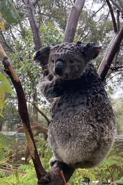 A handout photo taken and received on January 17, 2020 from the Australian Reptile Park shows a wet koala at the Australian Reptile Park in Somersby, some 50 kilometres north of Sydney. Heavy rain fell on bushfires in eastern Australia for a second straight day, offering further relief from a months-long crisis, but dozens of blazes remained out of control. (Photo by  Australian Reptile Park/Handout via AFP Photo)