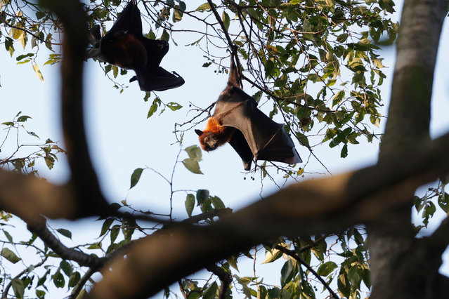 An Indian flying fox, the largest bat species in the world, hangs from the branches of a tree in Bhaktapur, Nepal on October 13, 2024. (Photo by Skanda Gautam/SOPA Images/Rex Features/Shutterstock)